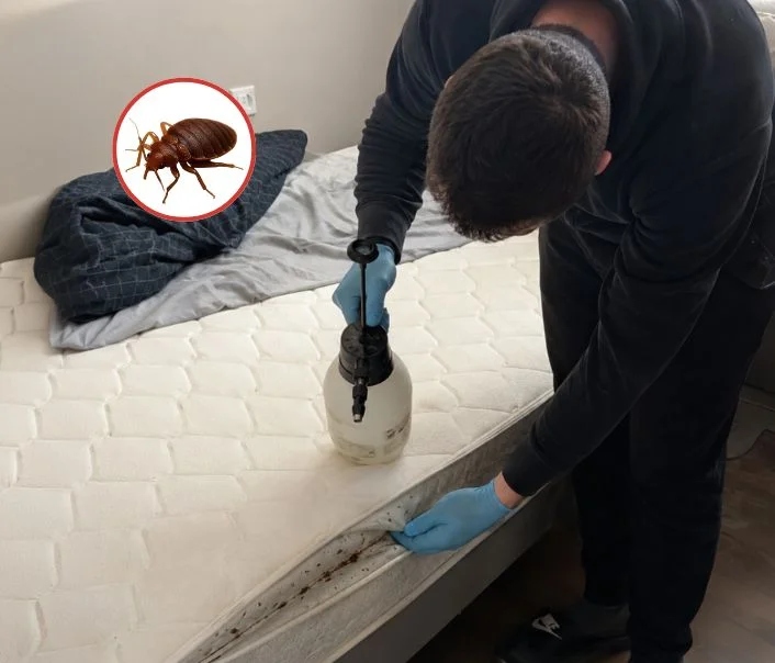 Technicien traitant un matelas contre les punaises de lit à Longperrier